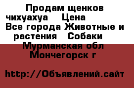 Продам щенков чихуахуа  › Цена ­ 10 000 - Все города Животные и растения » Собаки   . Мурманская обл.,Мончегорск г.